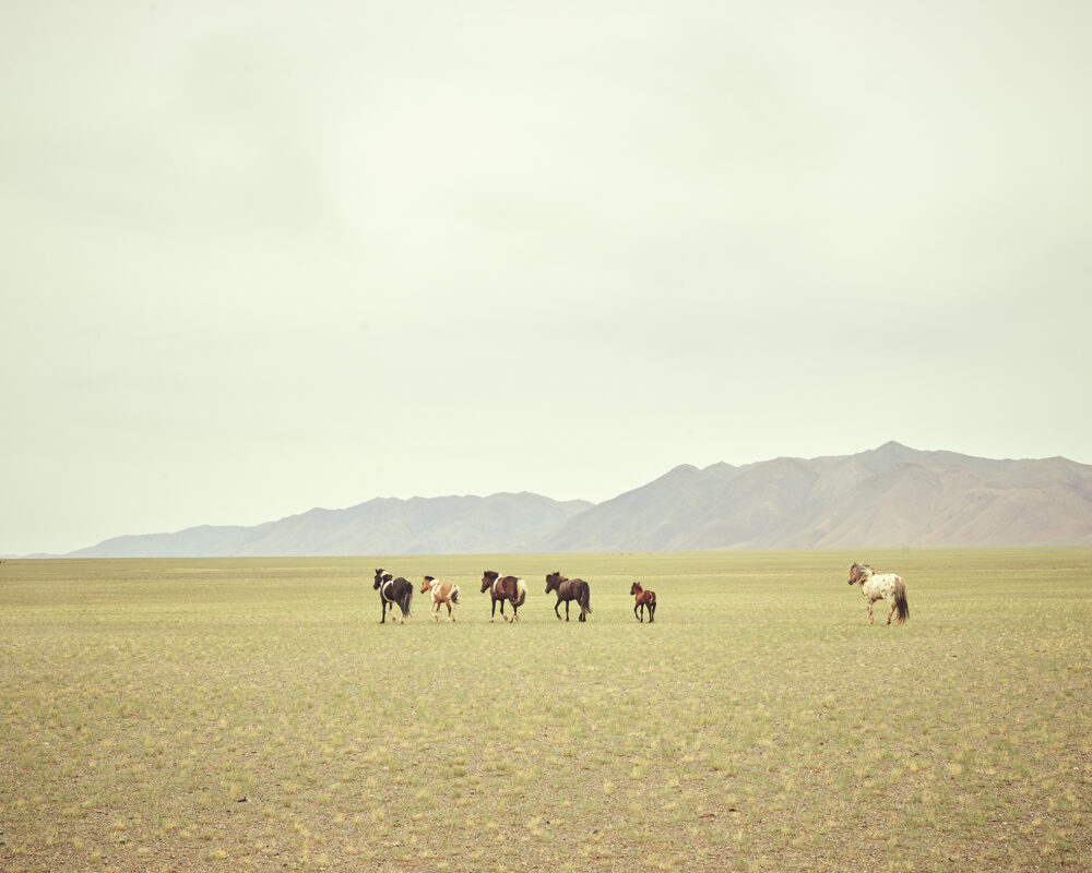 Viaggio in Mongolia